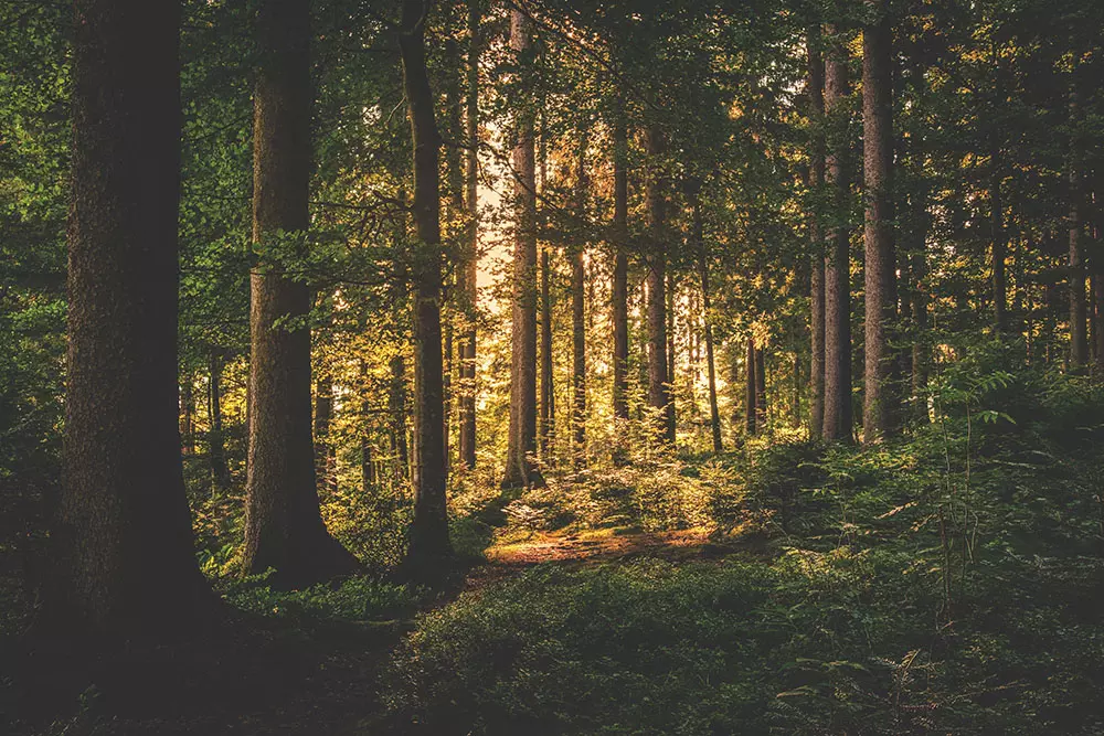 Multidorma Naturmatratze - im Einklang mit der Natur